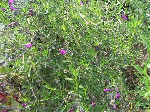 Royal Purple Sage (Salvia Muelleri) — Hardiness zones range from 8 to 10 in the imperial scale