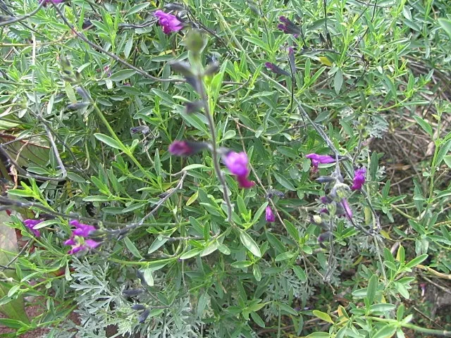 Royal Purple Sage (Salvia Muelleri) — scientifically known as Salvia muelleri