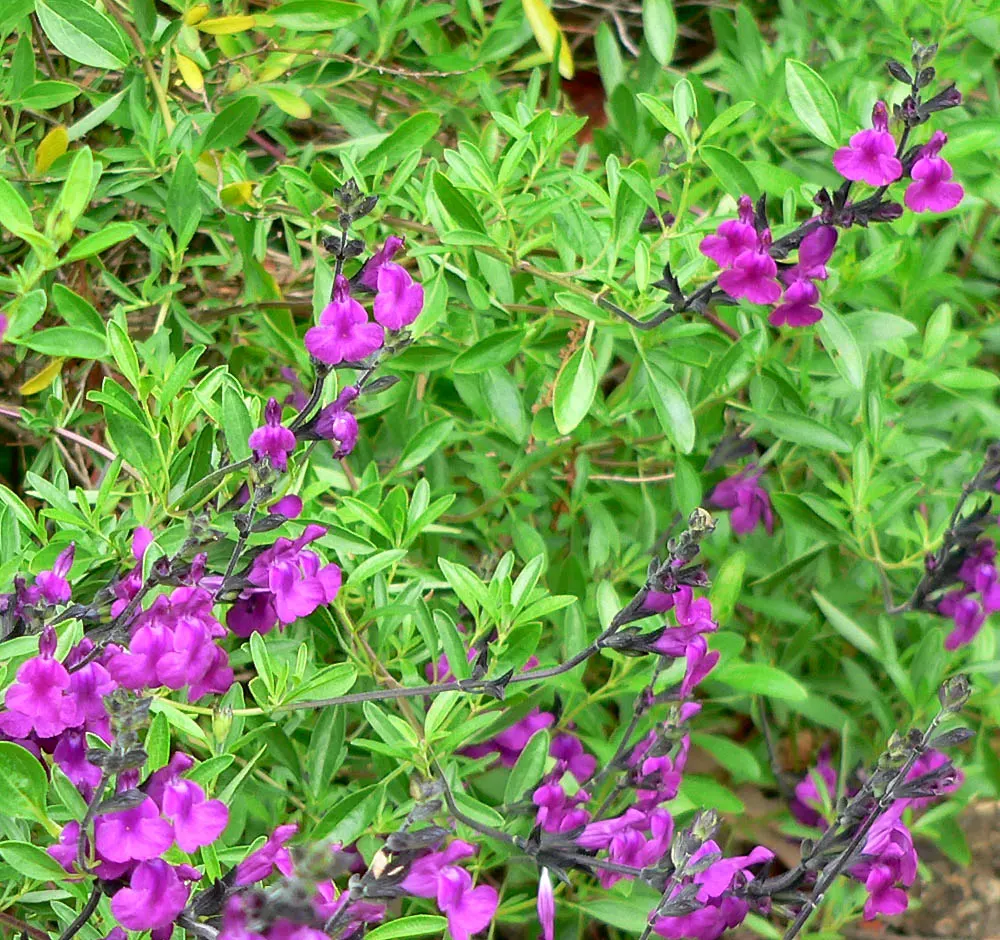 Royal Purple Sage (Salvia Muelleri) — and is drought-tolerant once established