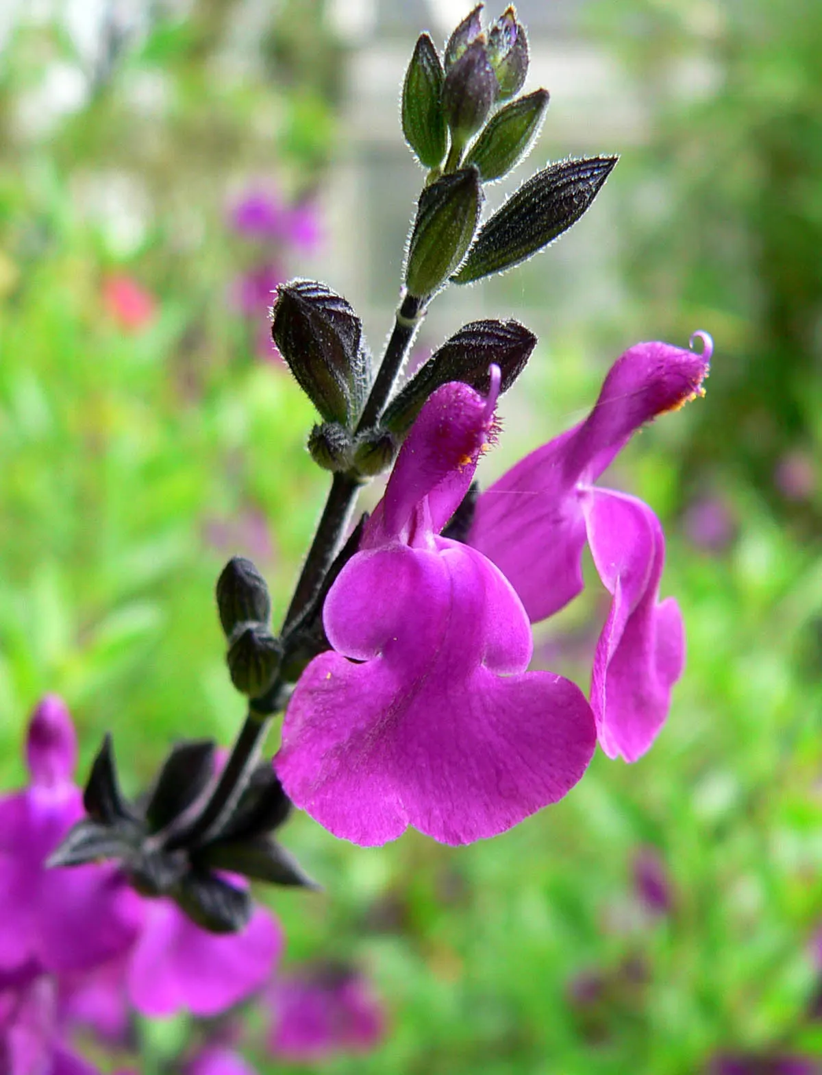 Royal Purple Sage (Salvia Muelleri) — This hardy plant typically reaches a height of 18 to 24 inches and spreads about 24 to 30 inches wide