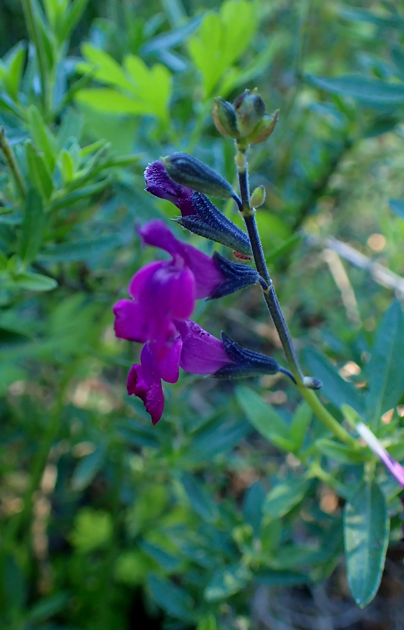 Royal Purple Sage (Salvia Muelleri) — is a vibrant perennial that adds a touch of regality to any landscape with its rich