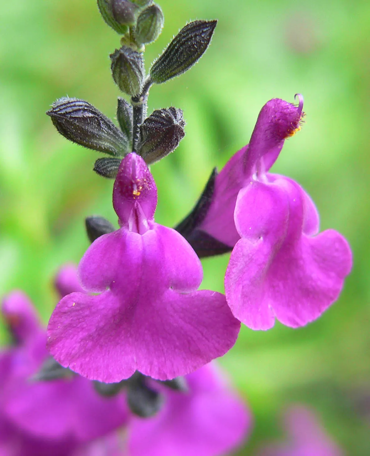 Royal Purple Sage (Salvia Muelleri) — It adds striking color contrast to borders and is a magnet for pollinators