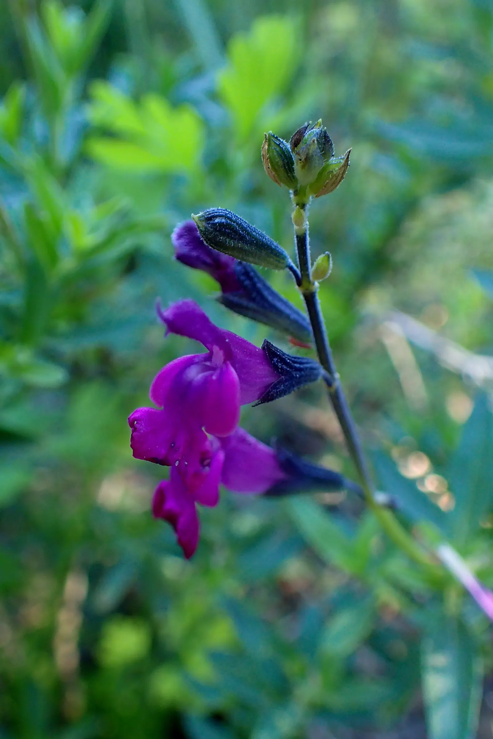 Royal Purple Sage (Salvia Muelleri) — Salvia muelleri prefers full sun conditions but can tolerate partial shade
