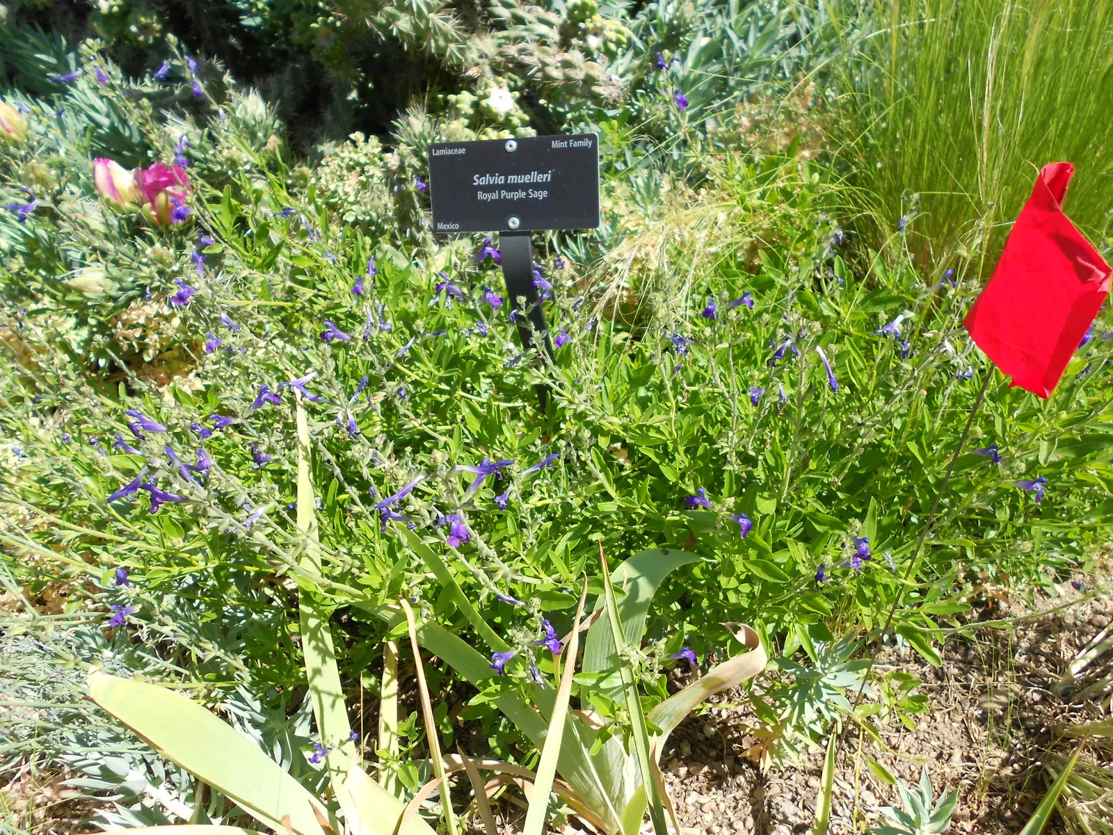 Royal Purple Sage (Salvia Muelleri) — With a mature size of about 3-4 feet tall and wide