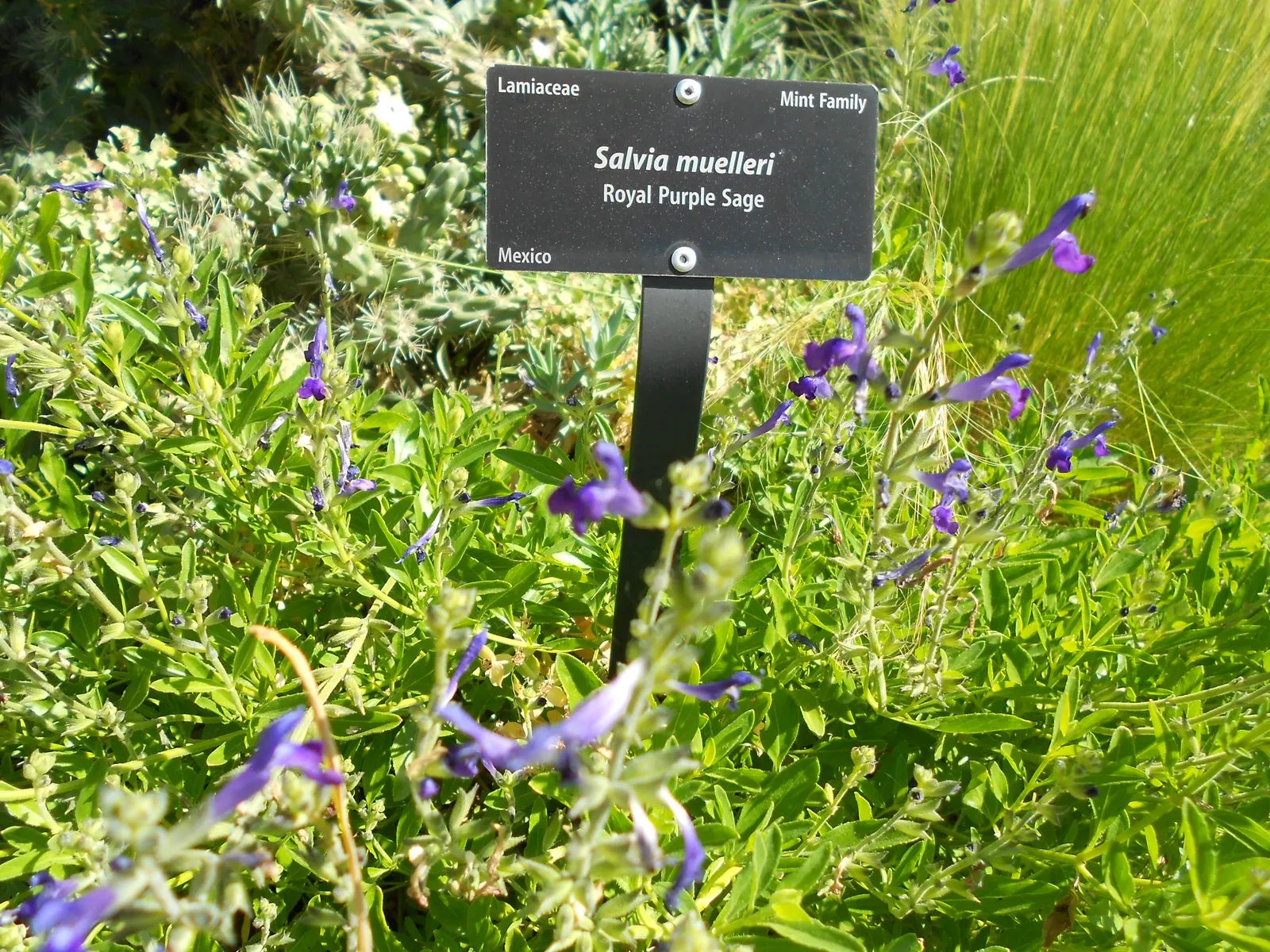 Royal Purple Sage (Salvia Muelleri) — it thrives in full sun and well-drained soil