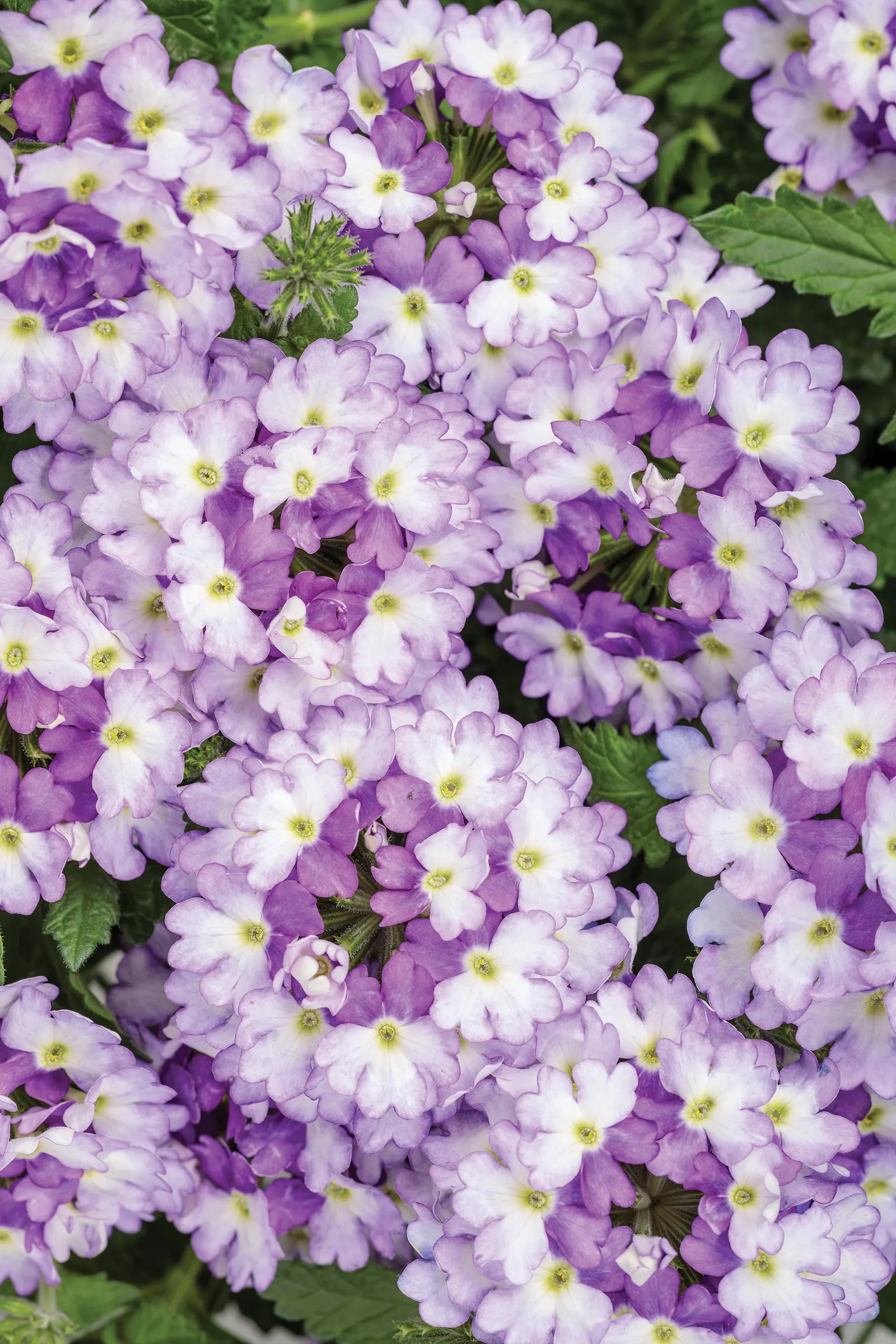 Amethyst II Verbena — purple and white flowers in the garden