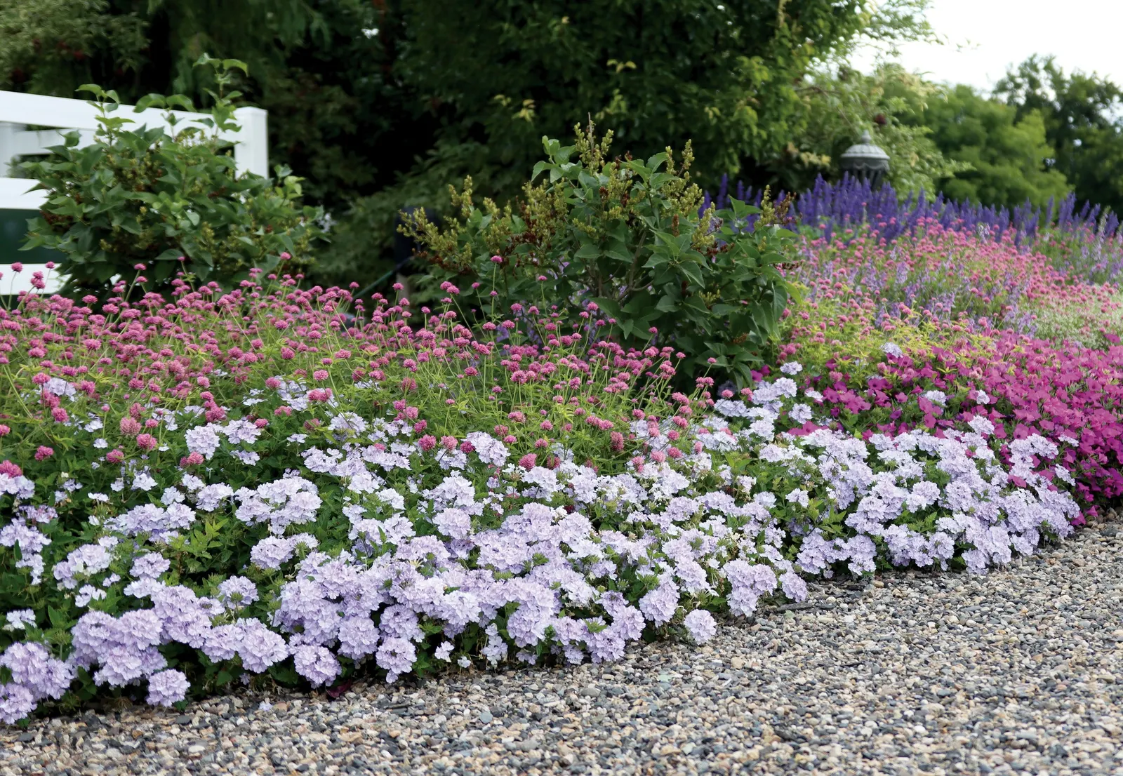 Amethyst II Verbena — or mingle with silver foliage