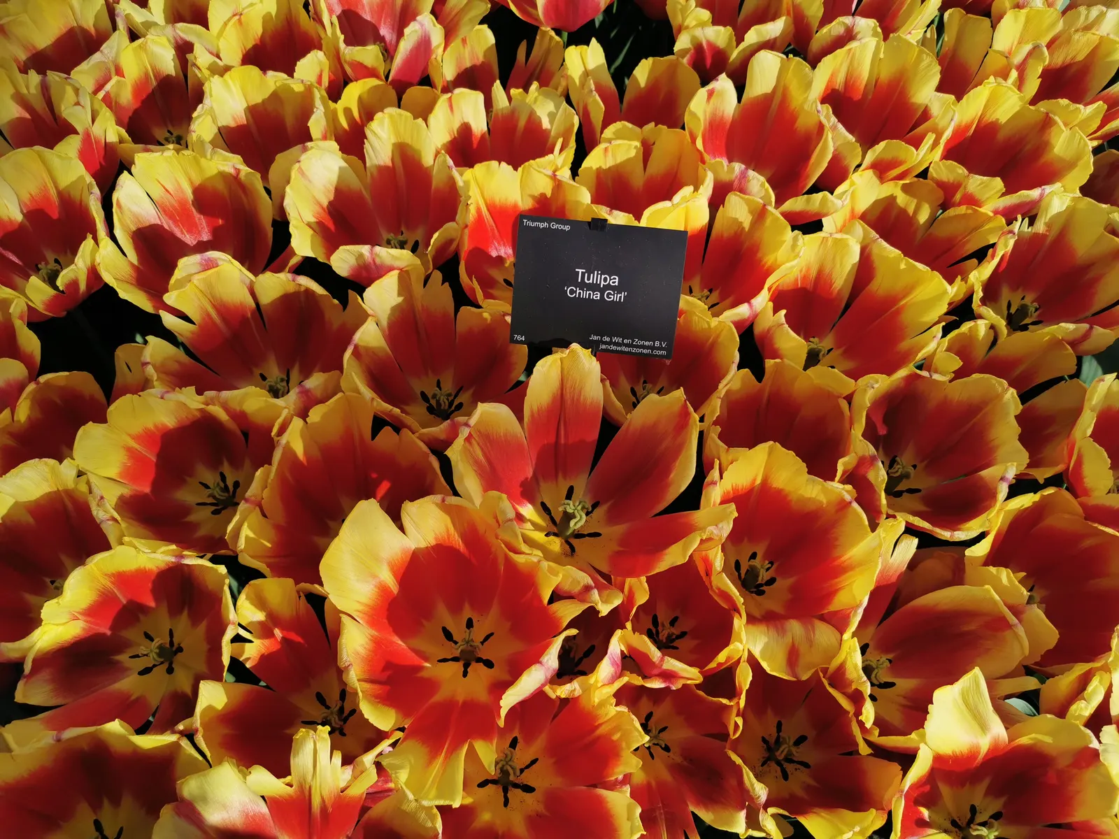 China Girl Tulip (Tulipa Viridiflora 'China Girl') — showcases striking ivory-white petals with distinctive green feathering