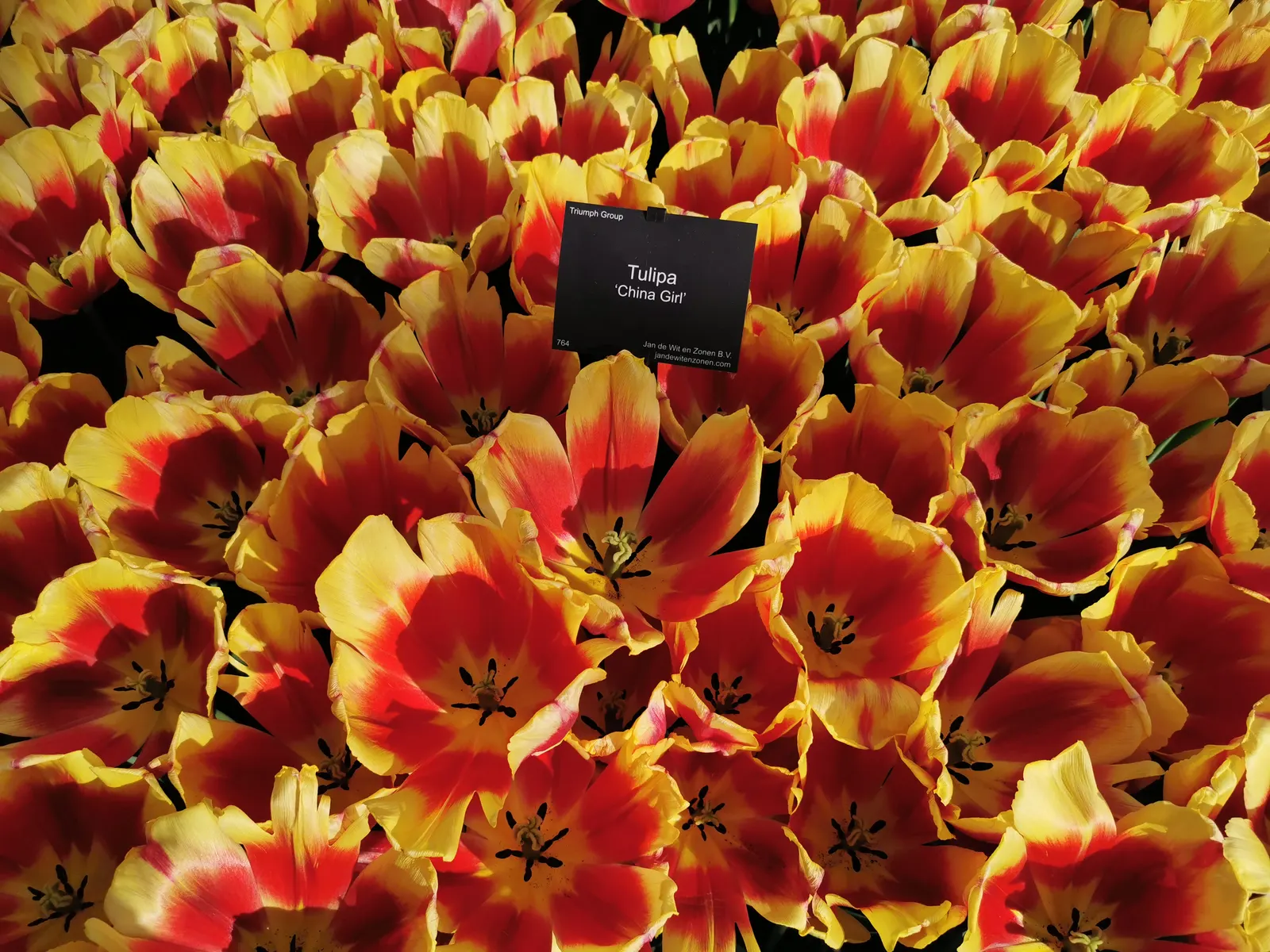 China Girl Tulip (Tulipa Viridiflora 'China Girl') — commonly known as China Girl Tulip