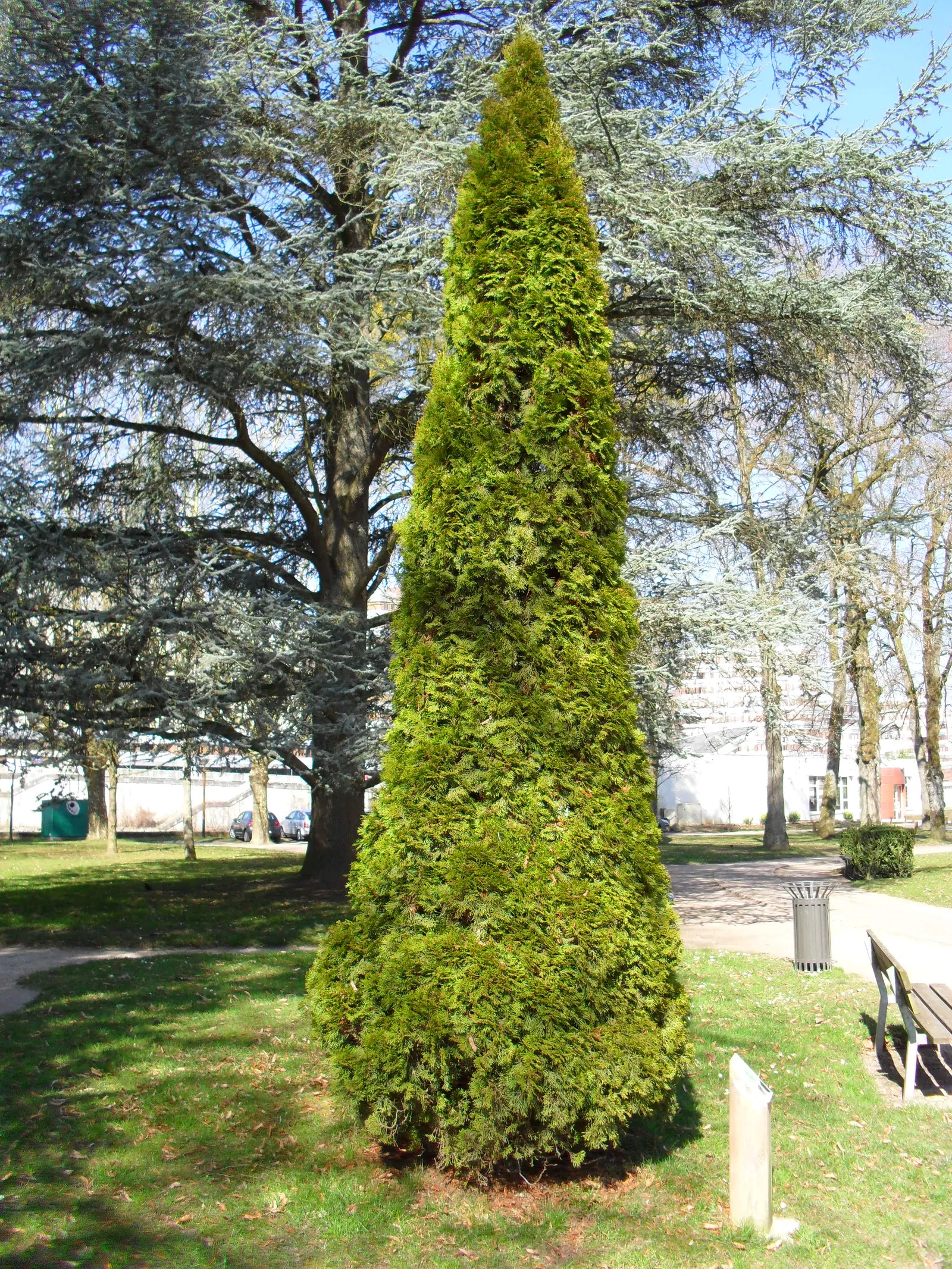 Green Pyramid Arborvitae (Thuja Occidentalis 'Emerald Green') — evergreen shrub with a conical growth habit
