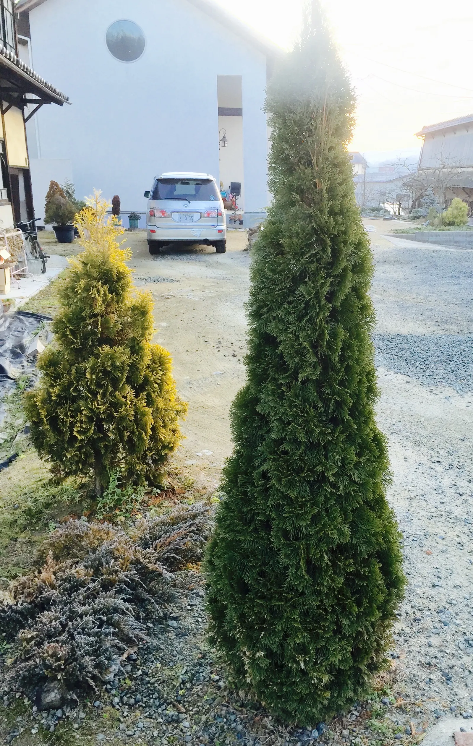 Green Pyramid Arborvitae (Thuja Occidentalis 'Emerald Green') — The Green Pyramid Arborvitae 'Emerald Green' (Thuja occidentalis) is a lush