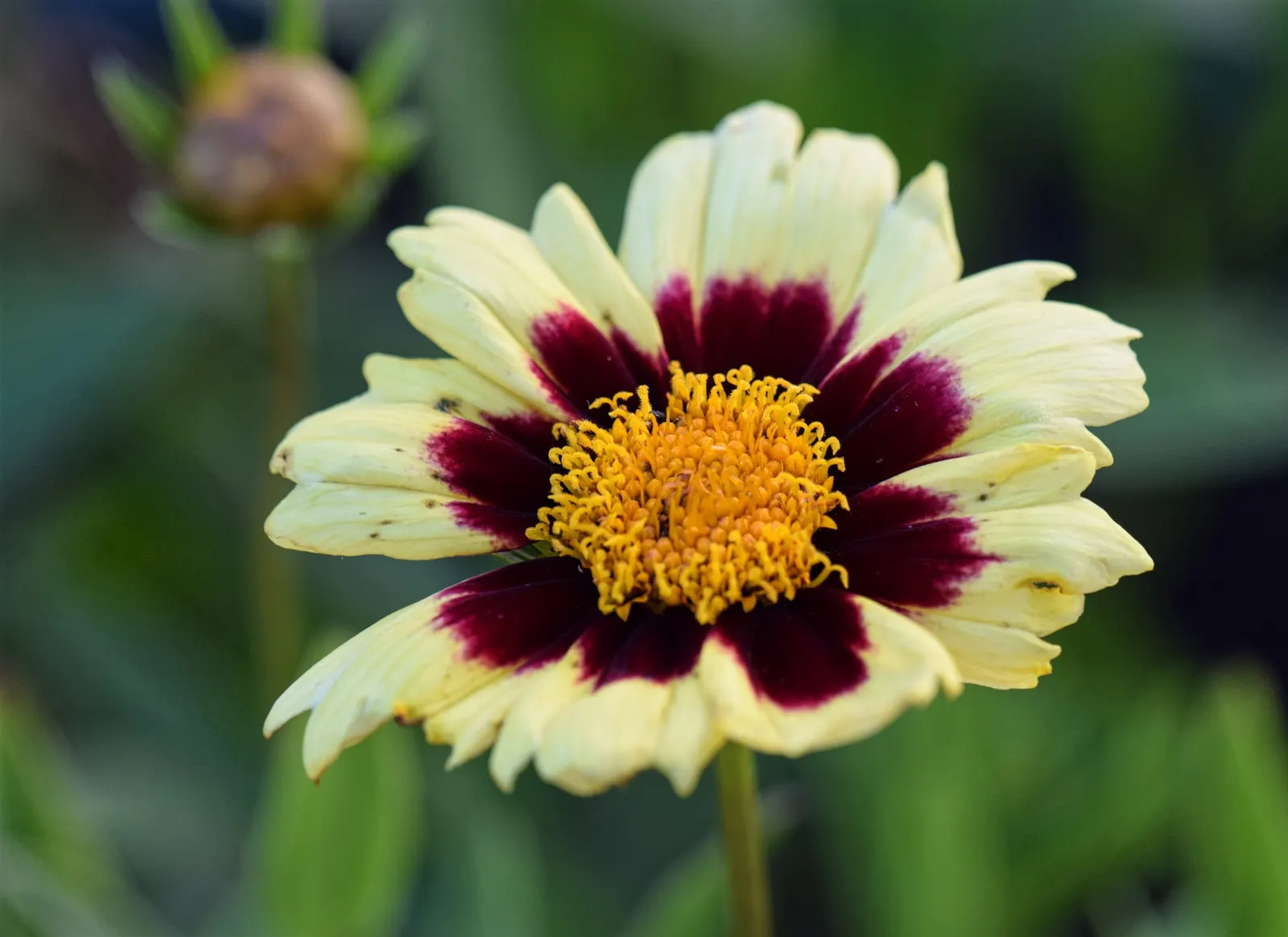 Calliopsis, Annual Coreopsis (Coreopsis Tinctoria) — It flaunts daisy-like blossoms in yellows and reds with distinctive, dark centers