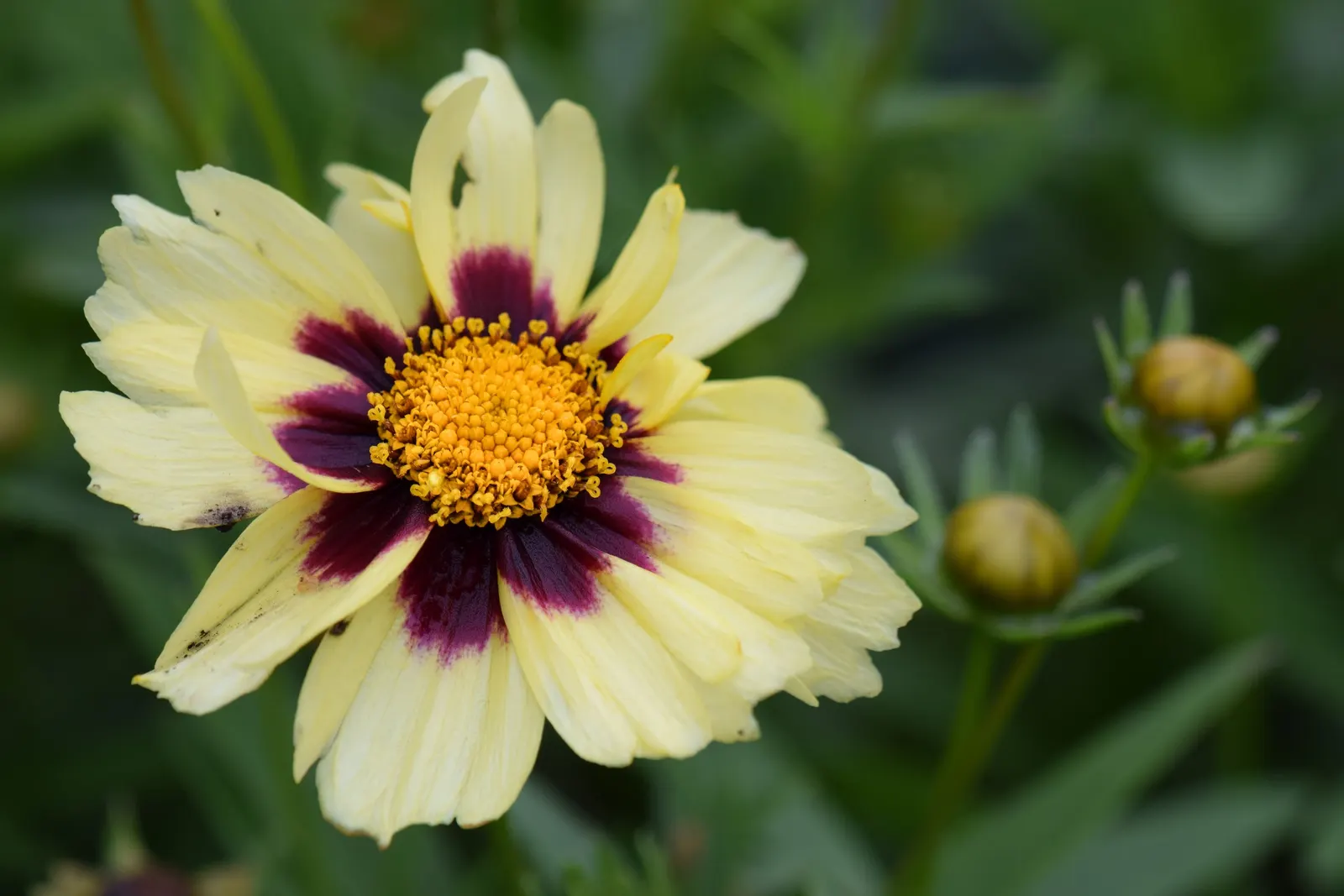 Calliopsis, Annual Coreopsis (Coreopsis Tinctoria) — It thrives in well-drained soils and demonstrates moderate drought resistance once established; annual for
