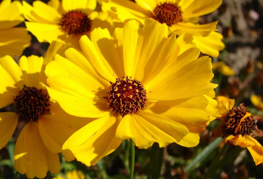 Calliopsis, Annual Coreopsis (Coreopsis Tinctoria) — offering easy maintenance and persistent color; it's also a prolific self-sower