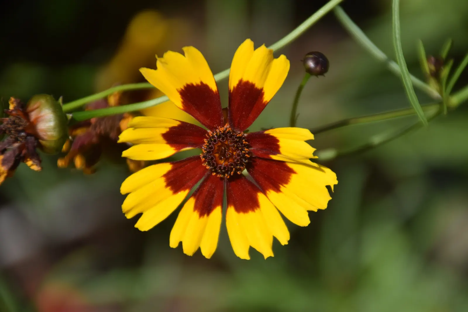 Calliopsis, Annual Coreopsis (Coreopsis Tinctoria) — two-toned appearance - golden-yellow petals often accentuated with deep red or maroon centers, image 63