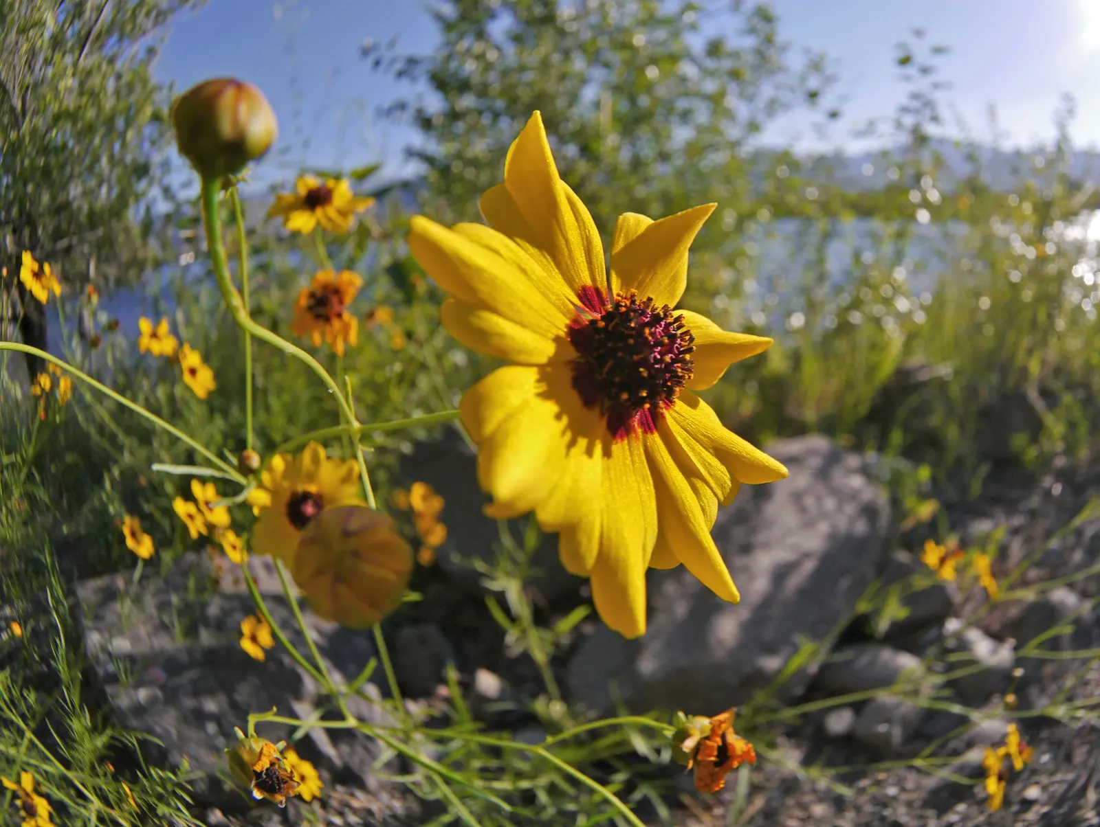 Calliopsis, Annual Coreopsis (Coreopsis Tinctoria) — offering easy maintenance and persistent color