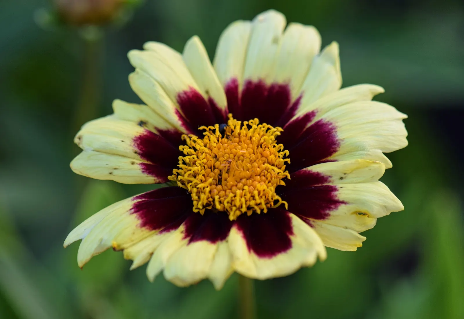 Calliopsis, Annual Coreopsis (Coreopsis Tinctoria) — making it a fitting choice for both formal and informal gardens