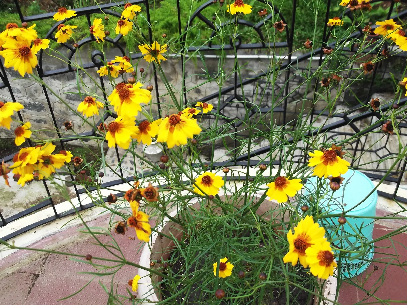 Calliopsis, Annual Coreopsis (Coreopsis Tinctoria) — it thrives in full sun and handles a range of soil conditions