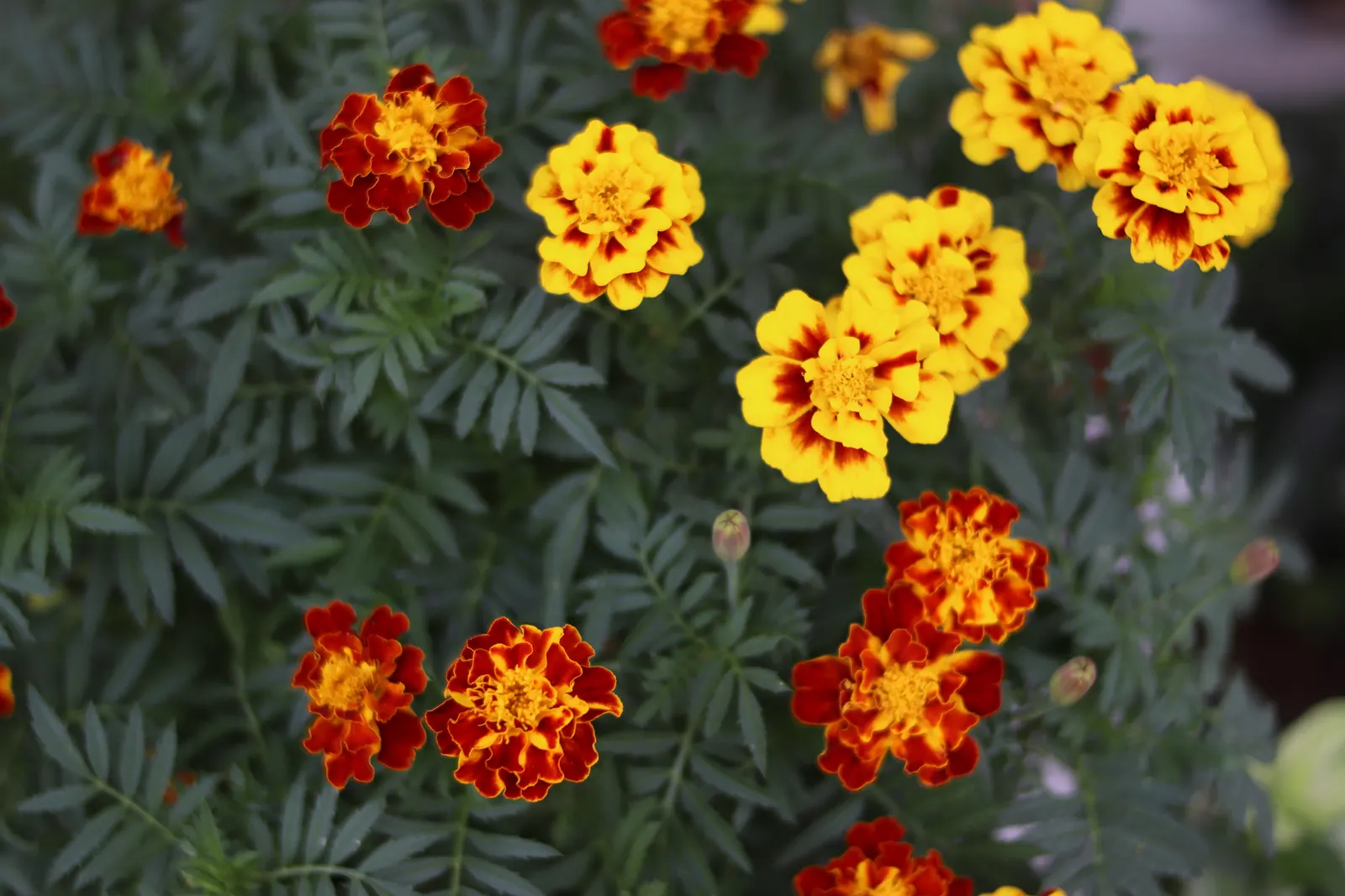 Calliopsis, Annual Coreopsis (Coreopsis Tinctoria) — multi-colored and red and yellow flowers in the garden; this annual plant is renowned for its striking