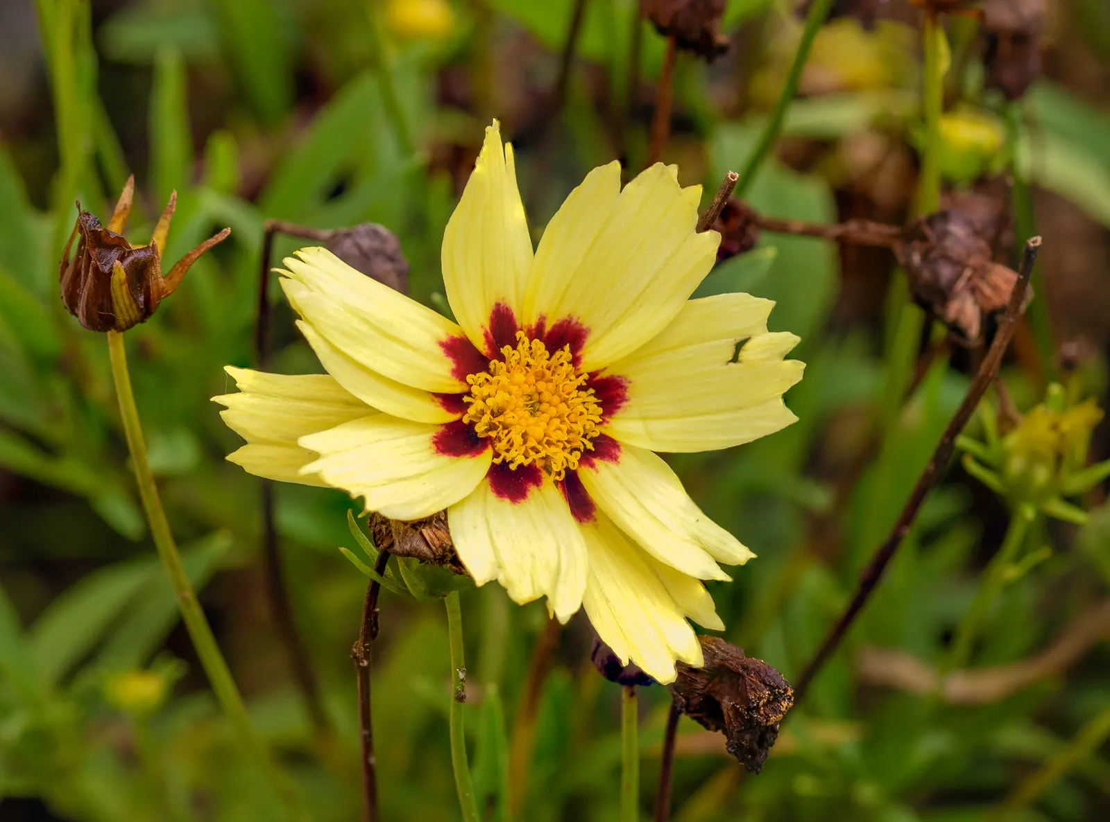 Calliopsis, Annual Coreopsis (Coreopsis Tinctoria) — also known as Annual Coreopsis