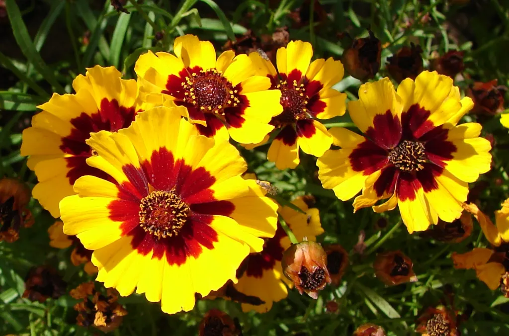 Calliopsis, Annual Coreopsis (Coreopsis Tinctoria) — sun-loving flower with a blooming season from late spring to fall