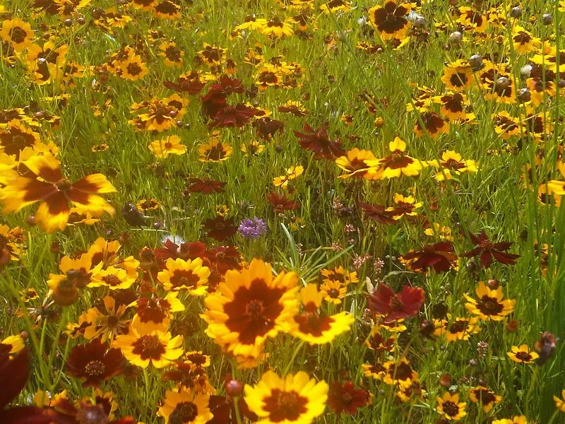 Calliopsis, Annual Coreopsis (Coreopsis Tinctoria) — <br><br>The fine-textured; multi-colored and red and yellow flowers in the garden