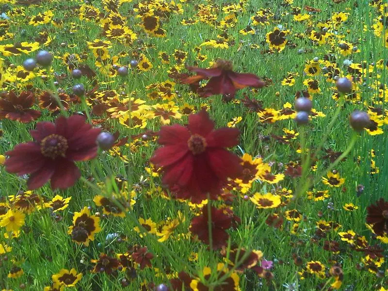 Calliopsis, Annual Coreopsis (Coreopsis Tinctoria) — and as a filler in mixed beds; coreopsis tinctoria is a top choice for borders