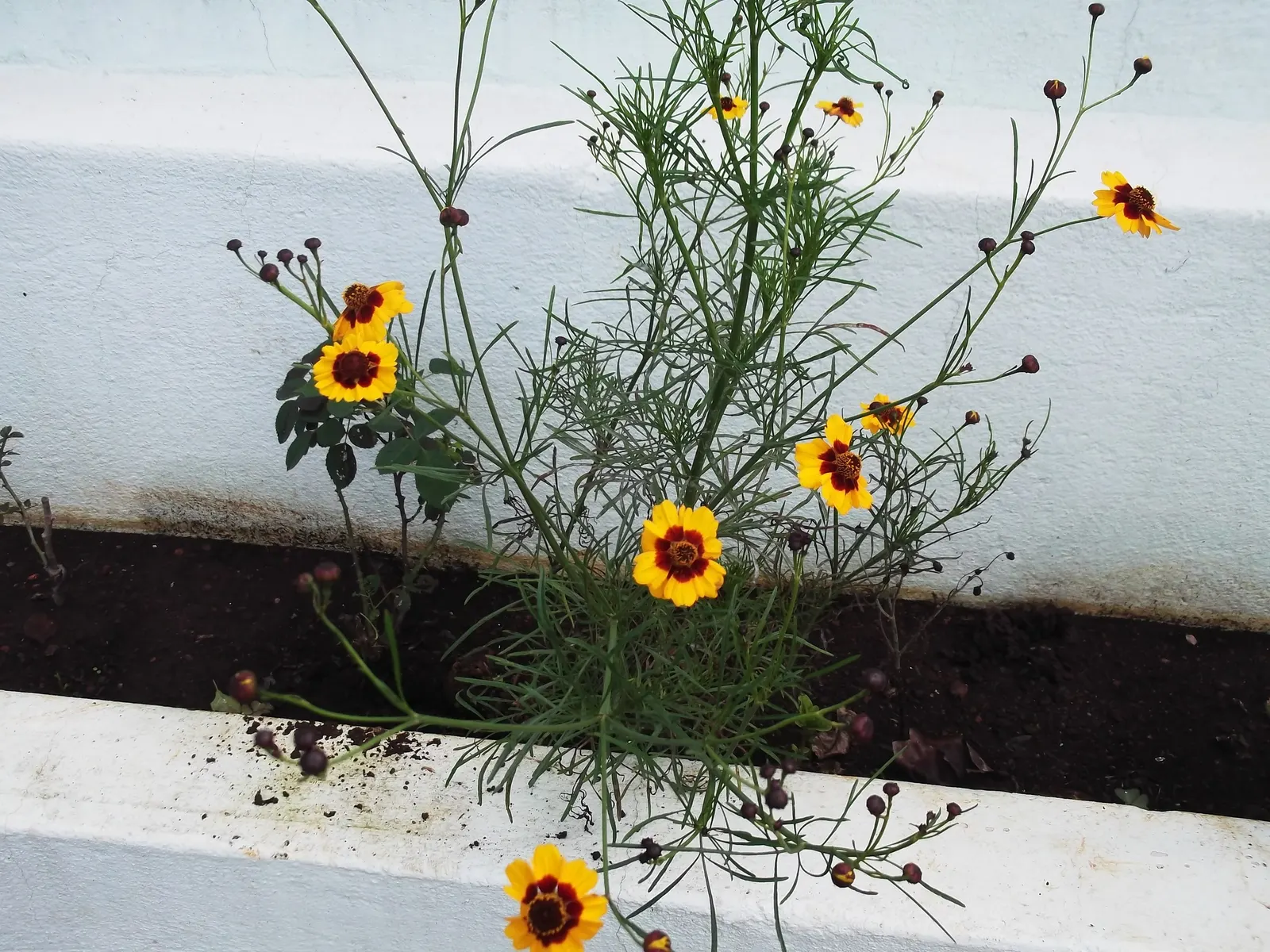 Calliopsis, Annual Coreopsis (Coreopsis Tinctoria) — lanceolate leaves of Coreopsis tinctoria add an airy elegance to the plant profile; ideal for, image 68
