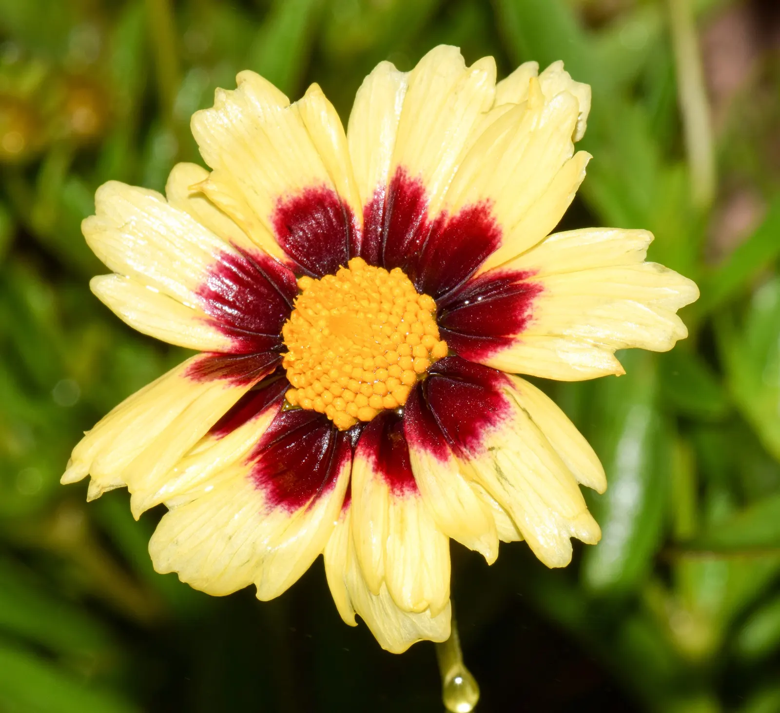 Calliopsis, Annual Coreopsis (Coreopsis Tinctoria) — sun-loving flower with a blooming season from late spring to fall; two-toned appearance - golden-yellow