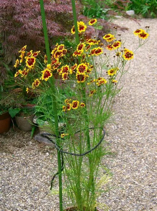 Calliopsis, Annual Coreopsis (Coreopsis Tinctoria) — with a spread of 1 to 2 feet; making it a fitting choice for both formal and informal gardens, image 66