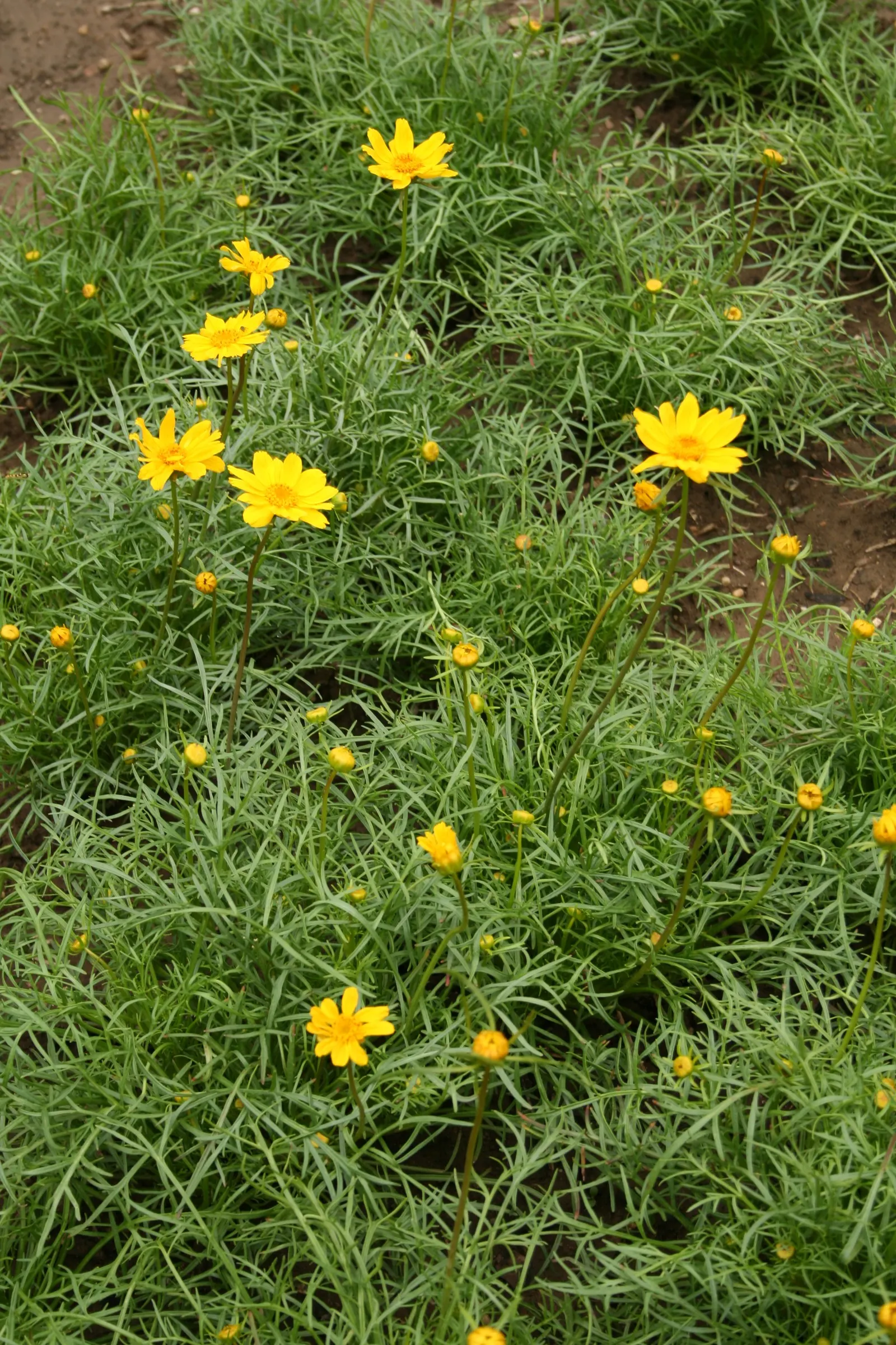Calliopsis, Annual Coreopsis (Coreopsis Tinctoria) — it thrives in full sun and handles a range of soil conditions; flourish atop slender stems, image 58
