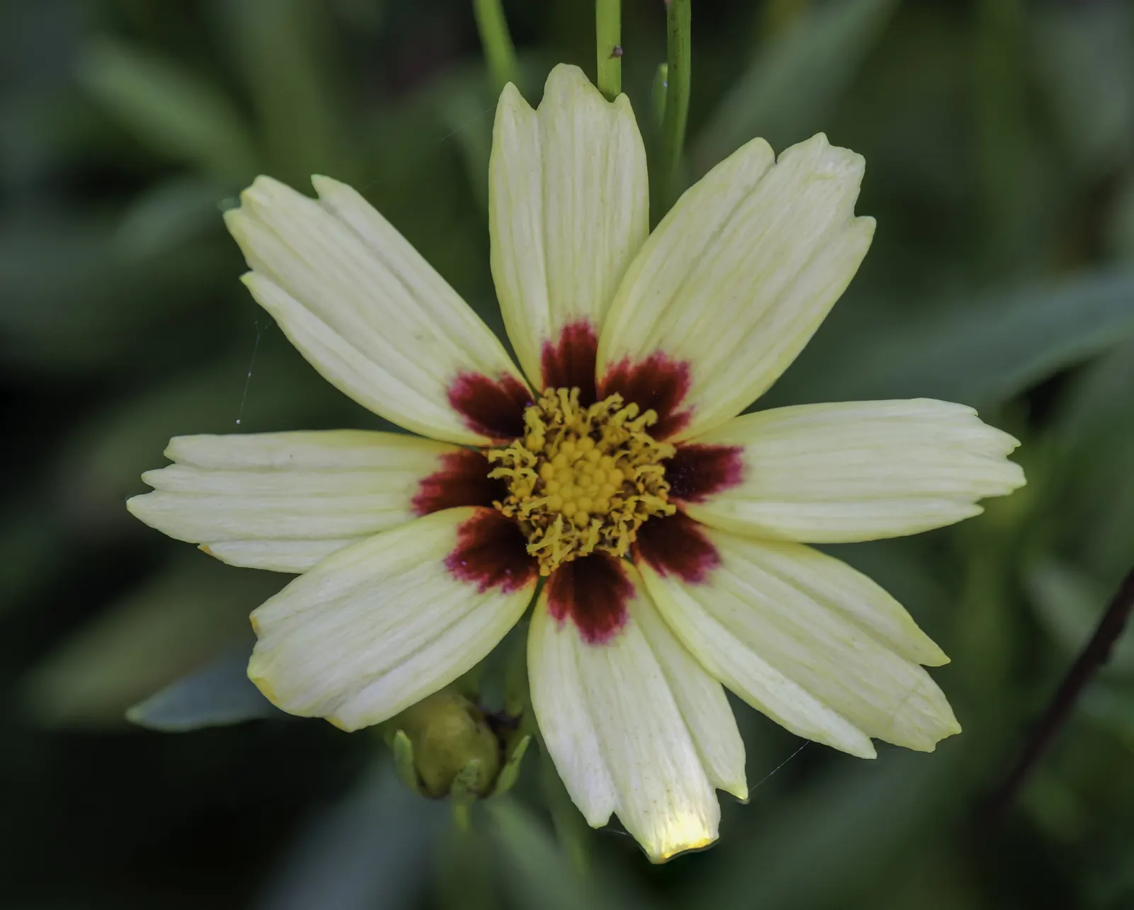 Calliopsis, Annual Coreopsis (Coreopsis Tinctoria) — This annual plant is renowned for its striking; also known as Annual Coreopsis or Coreopsis, image 61