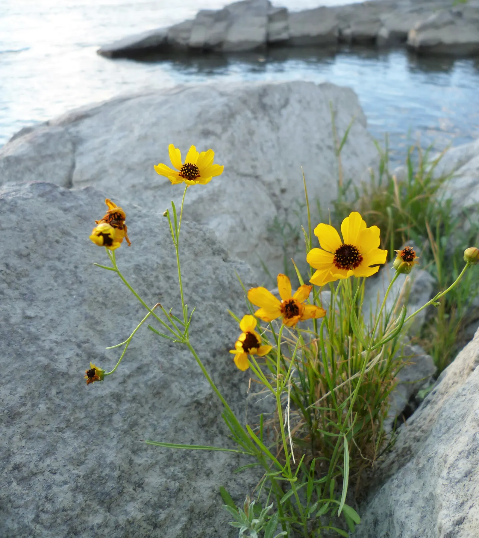 Calliopsis, Annual Coreopsis (Coreopsis Tinctoria) — typically measuring between 1 to 2 inches across; this North American native stands about 2 to, image 64