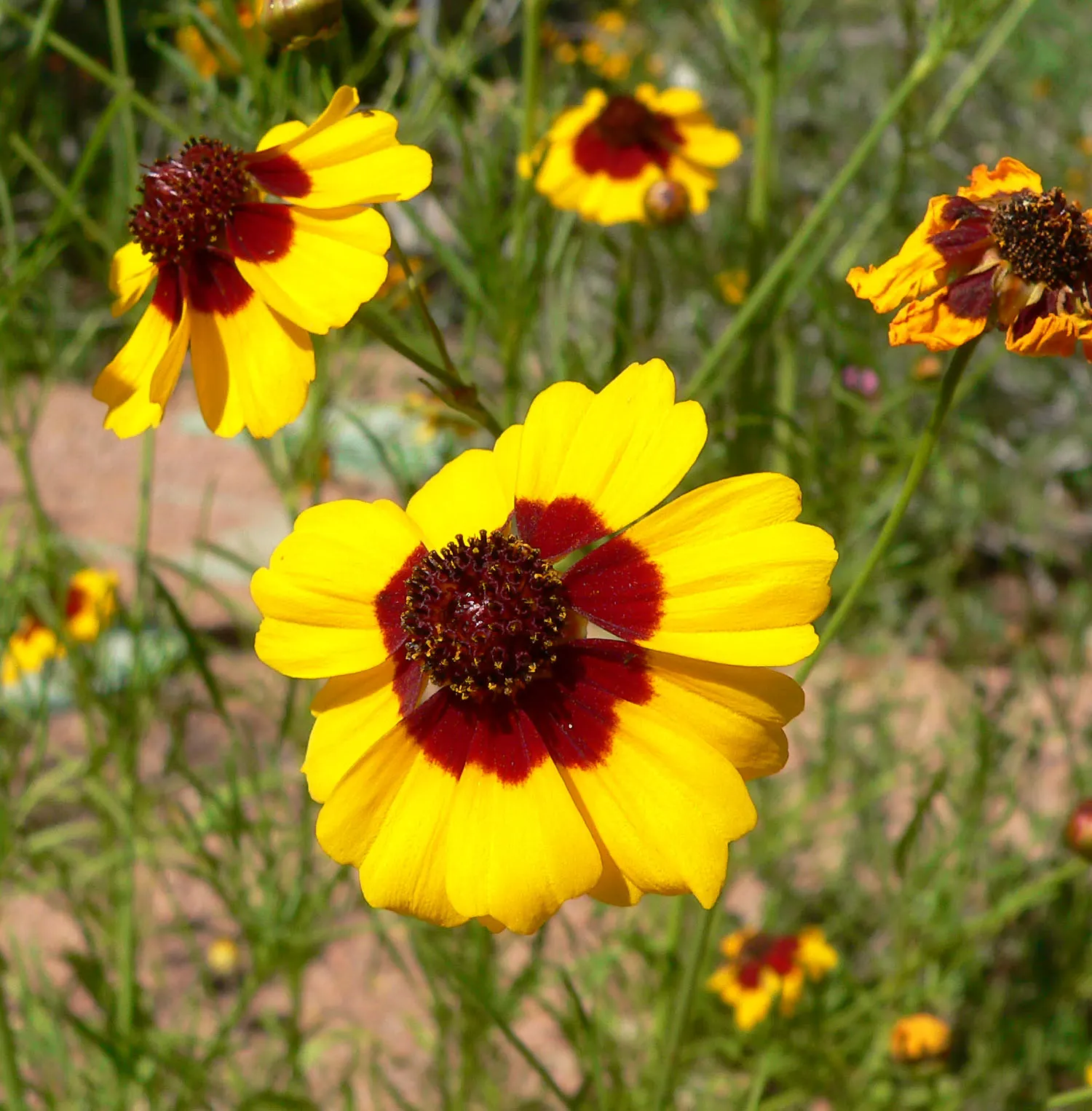 Calliopsis, Annual Coreopsis (Coreopsis Tinctoria) — making it a fitting choice for both formal and informal gardens; typically measuring between 1 to 2 inches