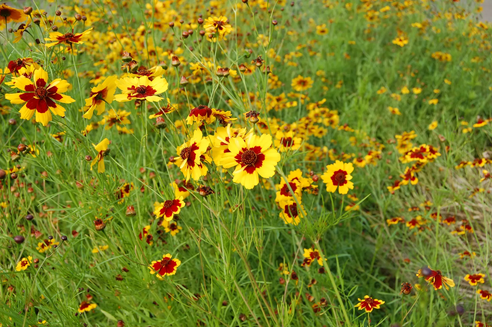 Calliopsis, Annual Coreopsis (Coreopsis Tinctoria) — annual with multi-colored and red and yellow blooms