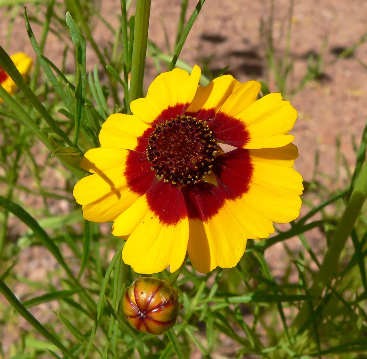 Calliopsis, Annual Coreopsis (Coreopsis Tinctoria) — also known as Annual Coreopsis; it flaunts daisy-like blossoms in yellows and reds with, image 53