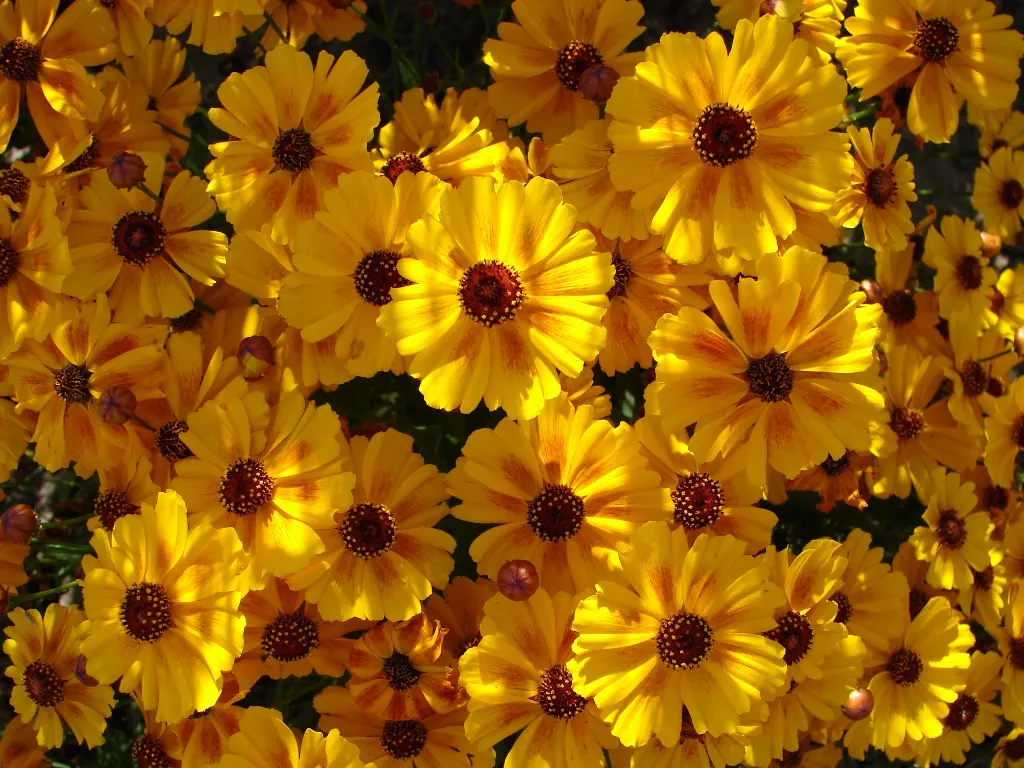 Calliopsis, Annual Coreopsis (Coreopsis Tinctoria) — two-toned appearance - golden-yellow petals often accentuated with deep red or maroon centers; and as a