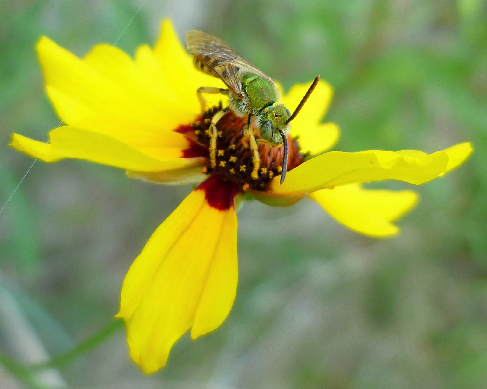 Calliopsis, Annual Coreopsis (Coreopsis Tinctoria) — This North American native stands about 2 to 4 feet tall with a 1-foot spread; this sun-loving, image 55