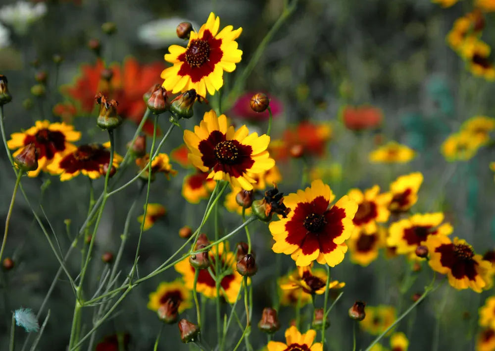 Calliopsis, Annual Coreopsis (Coreopsis Tinctoria) — also known as Annual Coreopsis or Coreopsis tinctoria; also known as Annual Coreopsis