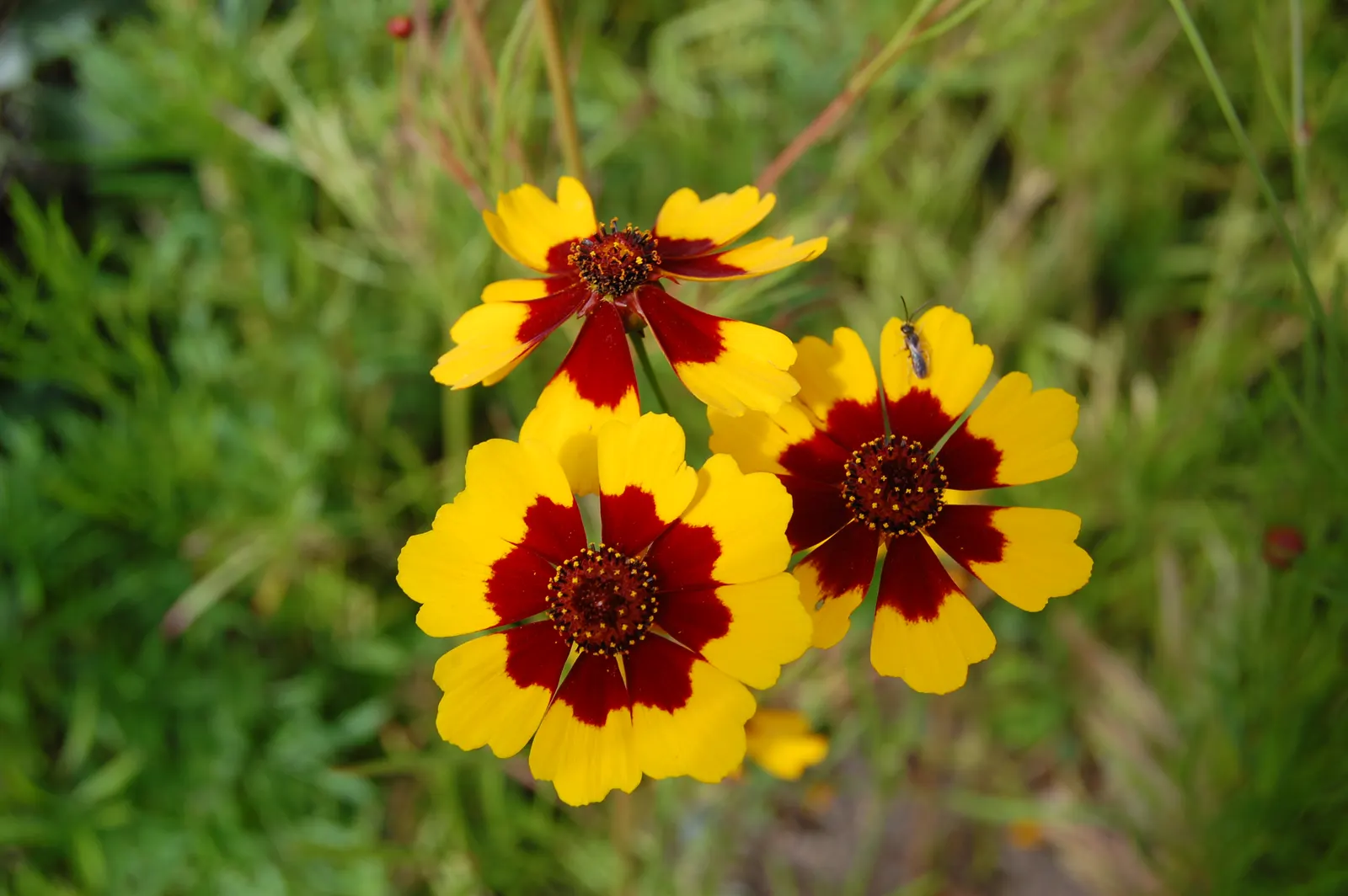 Calliopsis, Annual Coreopsis (Coreopsis Tinctoria) — This sun-loving wildflower revels in full sunlight but is also sufficiently tolerant of partial shade; it