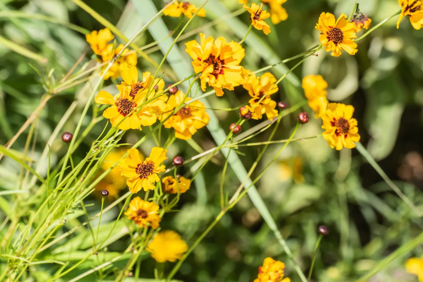 Calliopsis, Annual Coreopsis (Coreopsis Tinctoria) — also known as Annual Coreopsis; it flaunts daisy-like blossoms in yellows and reds with distinctive, dark