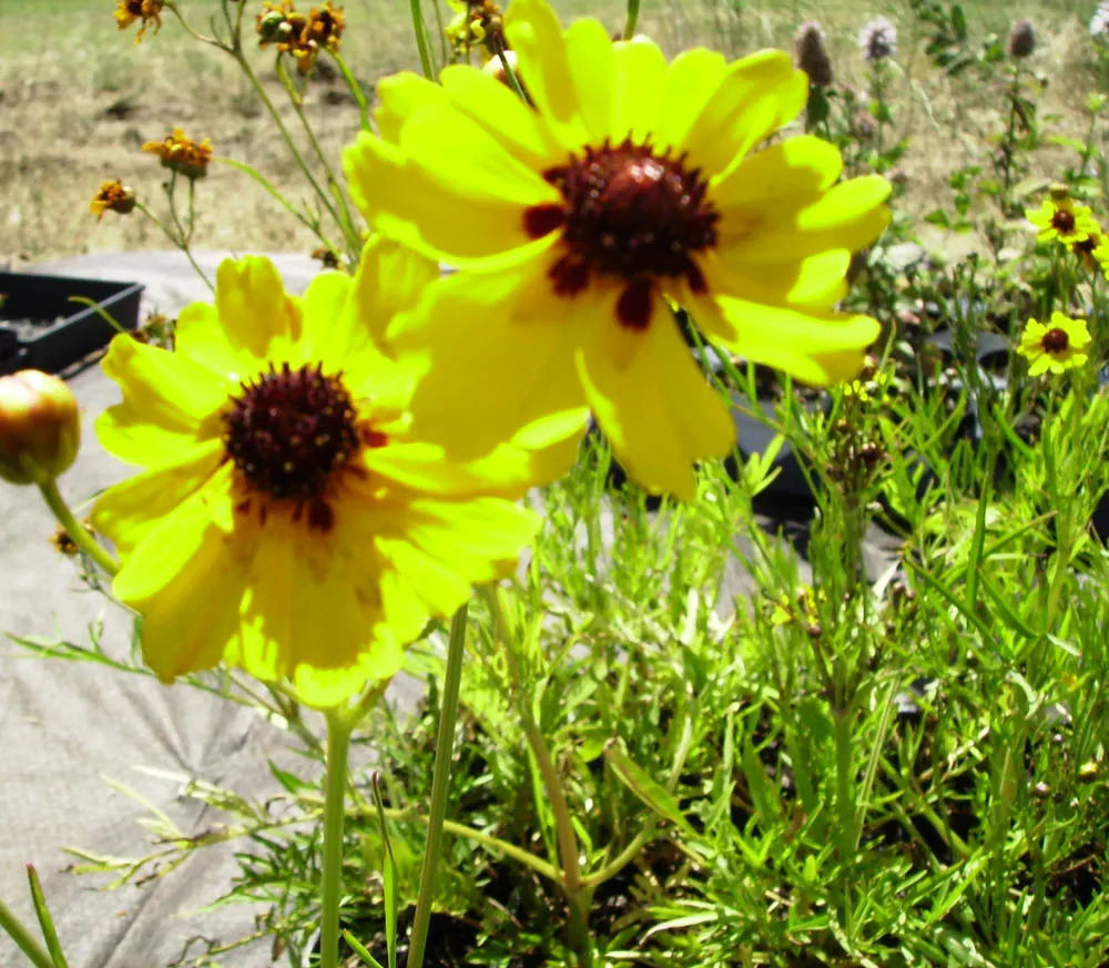 Calliopsis, Annual Coreopsis (Coreopsis Tinctoria) — This sun-loving wildflower revels in full sunlight but is also sufficiently tolerant of, image 70