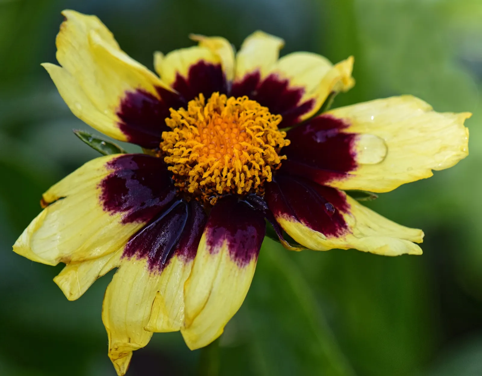 Calliopsis, Annual Coreopsis (Coreopsis Tinctoria) — It thrives in well-drained soils and demonstrates moderate drought resistance once established