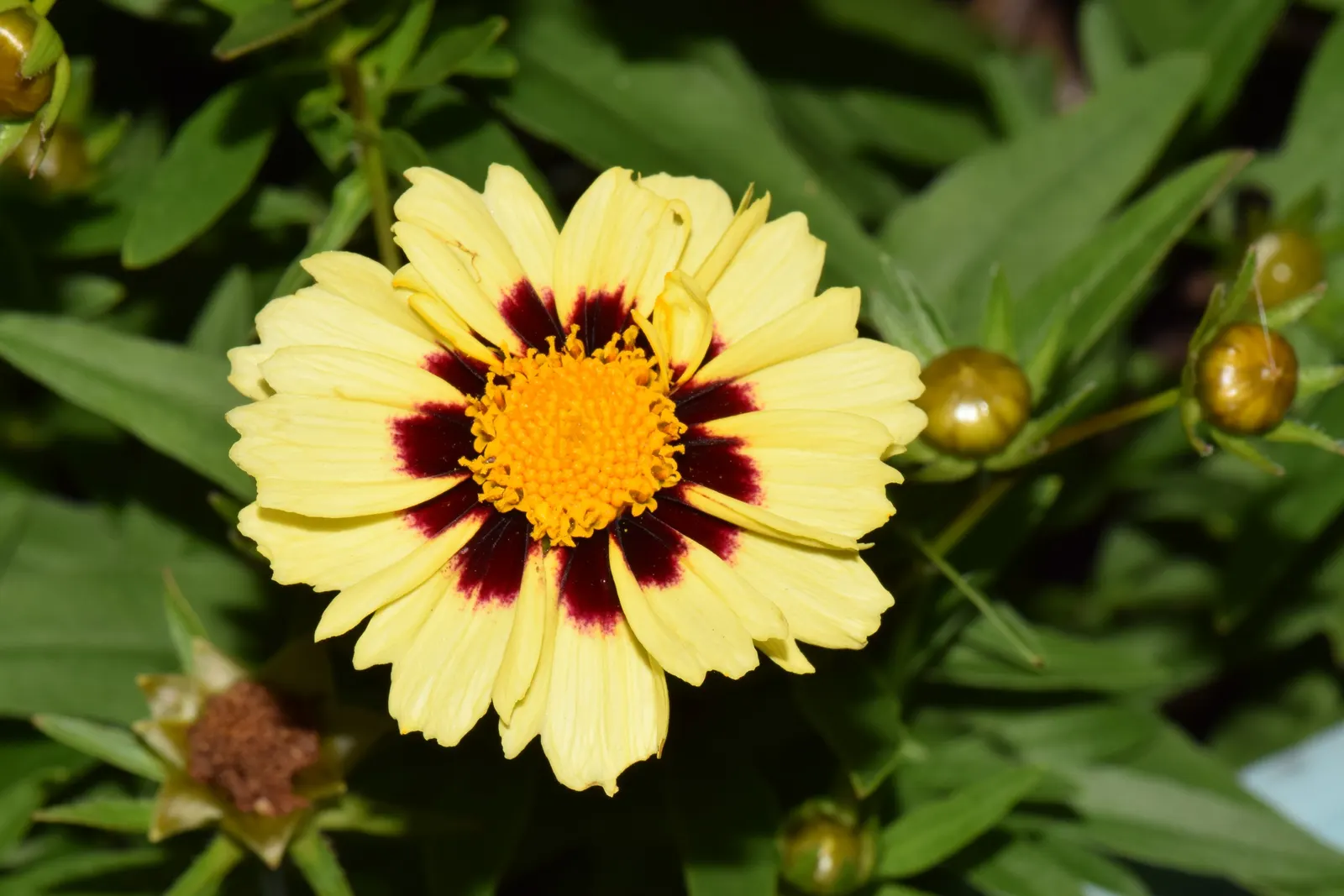 Calliopsis, Annual Coreopsis (Coreopsis Tinctoria) — it thrives in full sun and handles a range of soil conditions; flourish atop slender stems that can reach