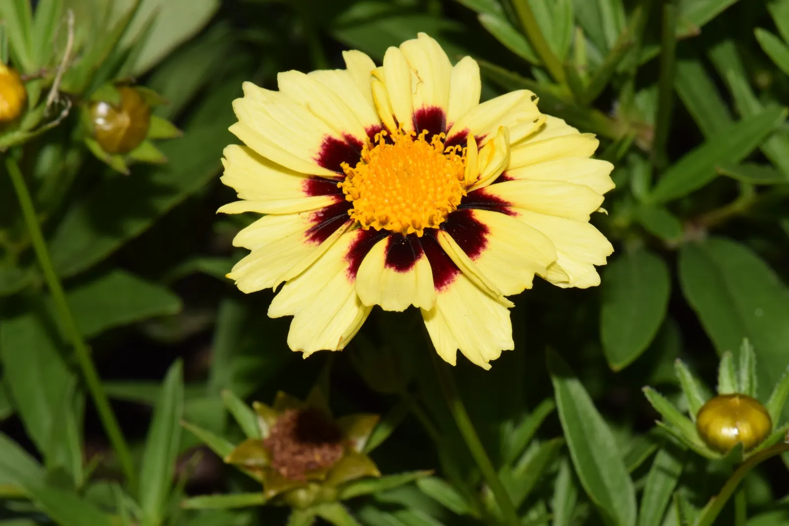 Calliopsis, Annual Coreopsis (Coreopsis Tinctoria) — typically measuring between 1 to 2 inches across; this North American native stands about 2 to 4 feet tall