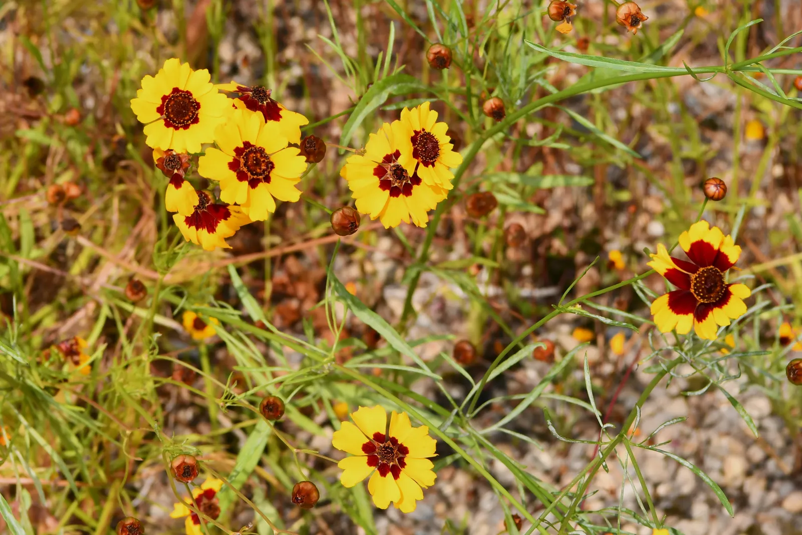 Calliopsis, Annual Coreopsis (Coreopsis Tinctoria) — flourish atop slender stems that can reach heights between 2 to 4 feet; daisy-like flowers, image 65