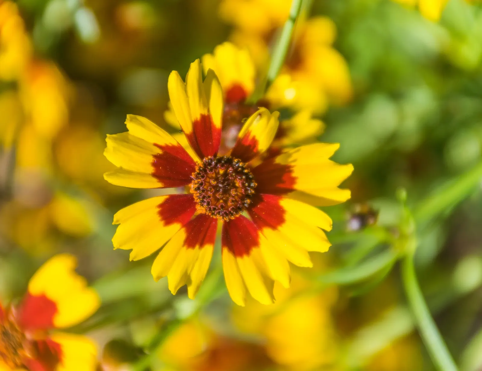 Calliopsis, Annual Coreopsis (Coreopsis Tinctoria) — lanceolate leaves of Coreopsis tinctoria add an airy elegance to the plant profile; ideal for borders or