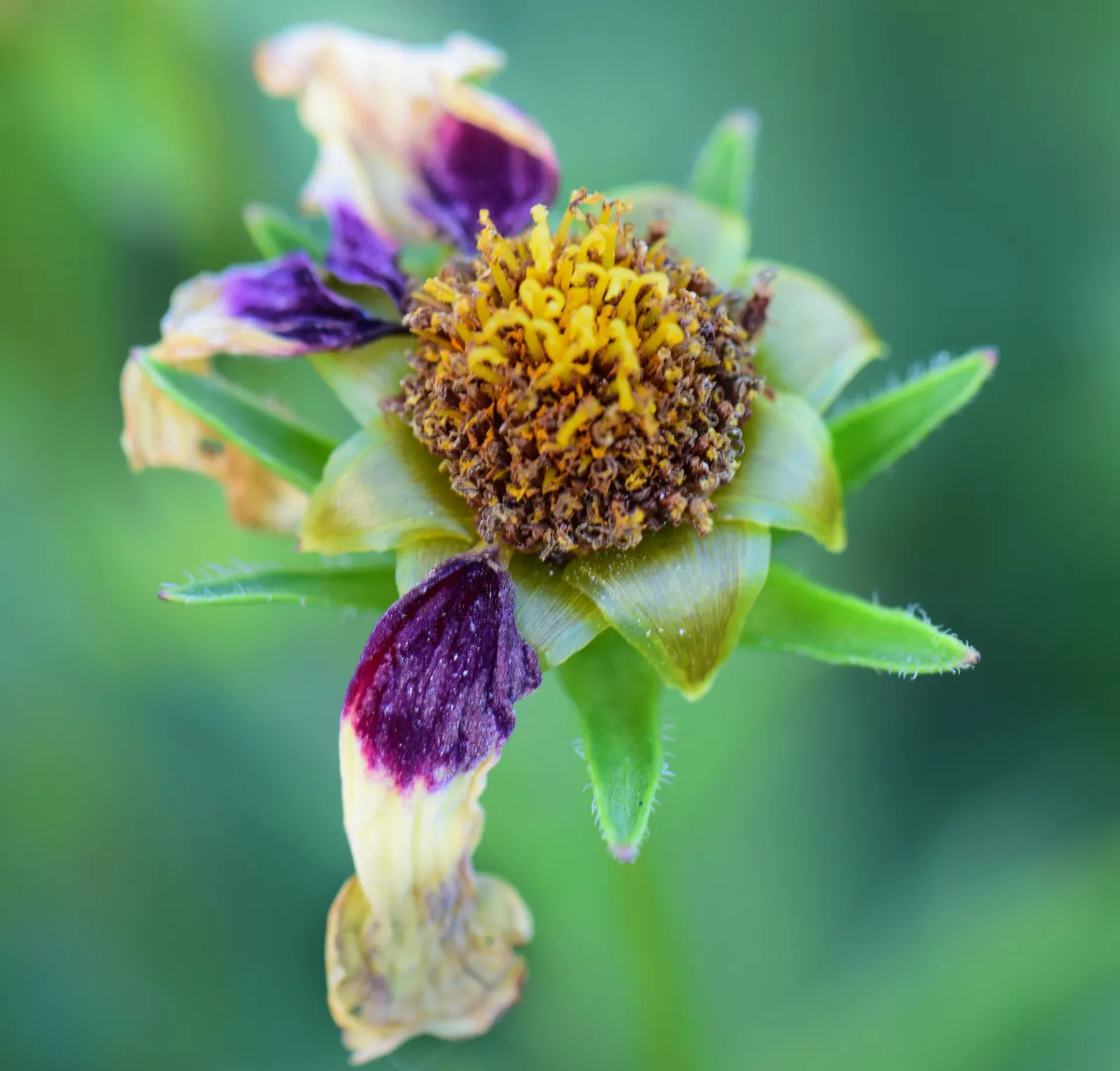 Calliopsis, Annual Coreopsis (Coreopsis Tinctoria) — creating a dazzling display of color and texture within your landscape design; sun-loving flower with a