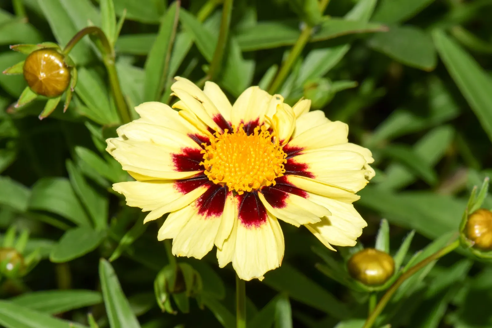 Calliopsis, Annual Coreopsis (Coreopsis Tinctoria) — Ideal for borders or wildflower gardens; it thrives in full sun and handles a range of soil, image 57