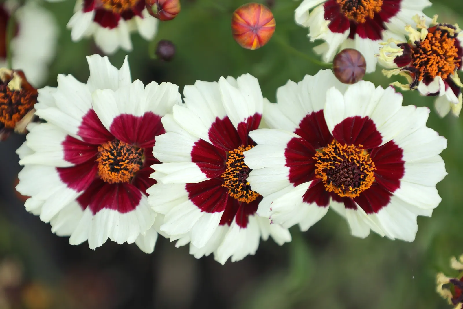 Calliopsis, Annual Coreopsis (Coreopsis Tinctoria) — creating a dazzling display of color and texture within your landscape design